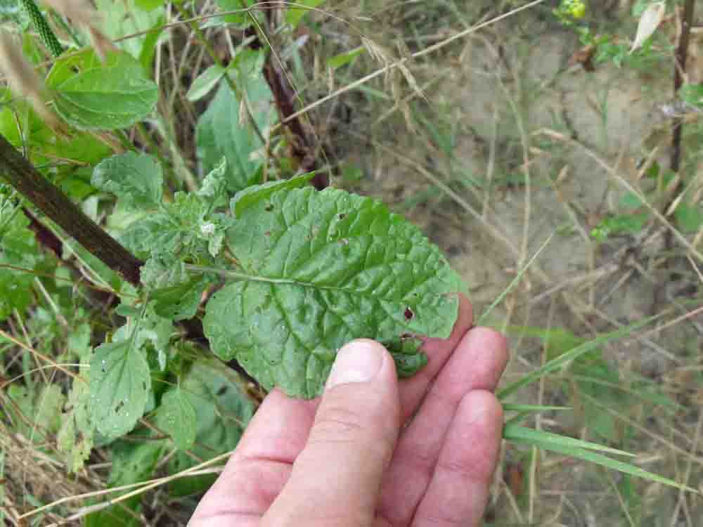 Asteracea ignota.- Senecio erraticus?